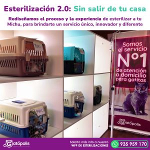 esterilizaciones_gatopolis