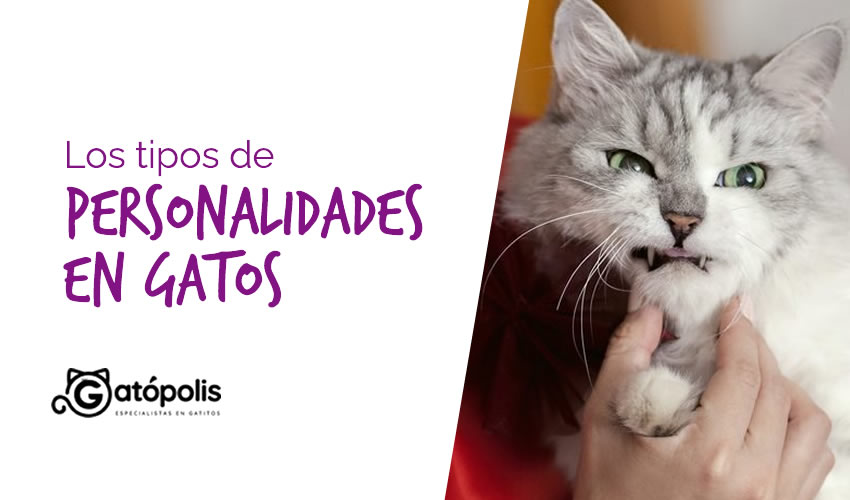 tipos-de-personalidades-en-gatos