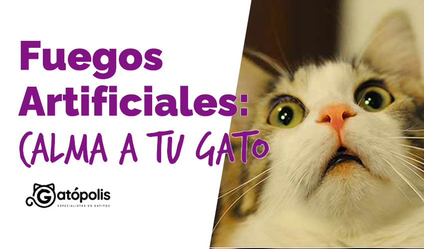 Cómo calmar a tu gato ante fuegos artificiales